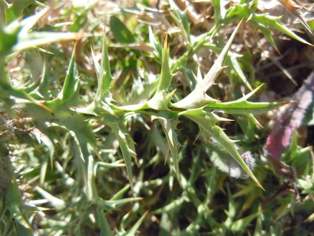 Colle Rotondo(AQ): Carlina acaulis L. subsp. caulescens